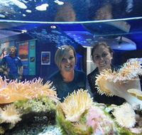 Solitary Islands Aquarium - Accommodation Australia