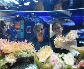 Solitary Islands Aquarium - Accommodation Australia 0