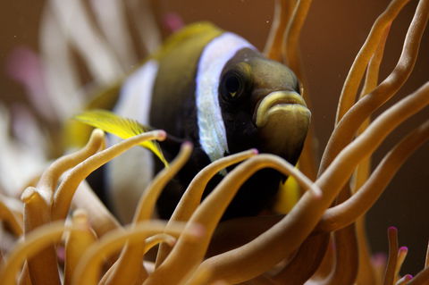 Solitary Islands Aquarium - Accommodation Australia 1