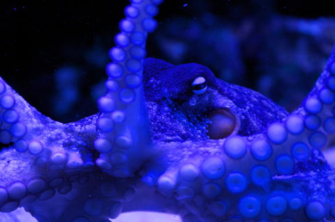 Solitary Islands Aquarium - Accommodation Australia 2