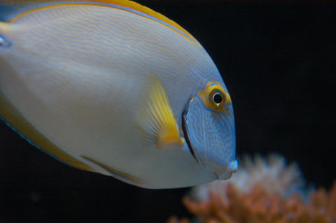 Solitary Islands Aquarium - Accommodation Australia 3