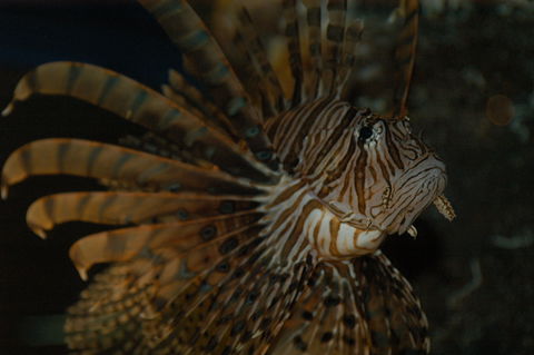 Solitary Islands Aquarium - Accommodation Australia 4