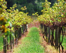 Fussy Grape Winery - Accommodation Australia 2