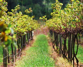 Fussy Grape Winery - Accommodation Australia 1
