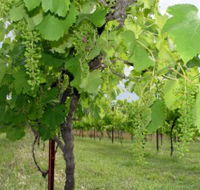 Holland Wines - Local Tourism