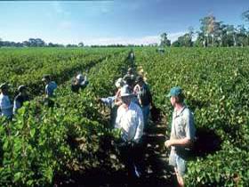 Padthaway Estate Winery - Australia Shopping 1