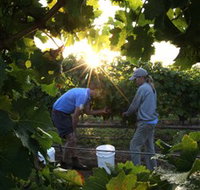 Oakdene Vineyards Restaurant and Cellar Door - Accommodation Australia