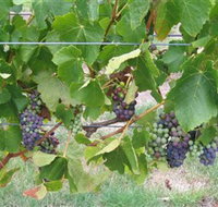 Dinny Goonan Wines - Australia Shopping