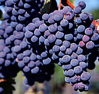 Morningside Vineyard - Local Tourism