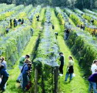 Crosswinds Vineyard - Local Tourism