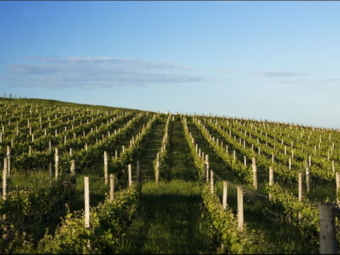 Delamere Vineyard - Local Tourism 0
