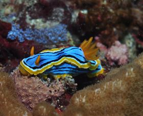 Coral Gardens Dive Site Mooloolaba - Australia Shopping 1