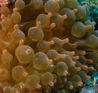 Coral Gardens Dive Site Mooloolaba - Accommodation Australia