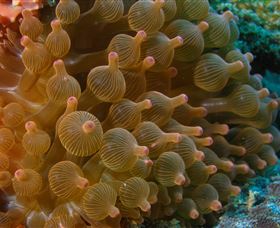Coral Gardens Dive Site Mooloolaba - Australia Shopping 0