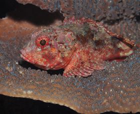 Coral Gardens Dive Site Mooloolaba - Australia Shopping 2