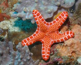 Coral Gardens Dive Site Mooloolaba - Australia Shopping 3