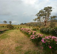 Damasque Rose Oil Farm - Accommodation Australia