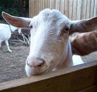 Drysdale Cheeses - Local Tourism