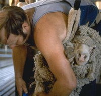 Kuriong Sheep Station