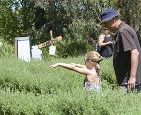 Hedgend Maze And Healesville Laser Sport - Local Tourism 2