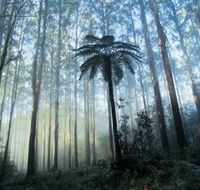 Yarra Ranges National Park - Local Tourism