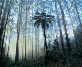 Yarra Ranges National Park - Accommodation Australia 0