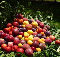 Rayner's Orchard - Local Tourism