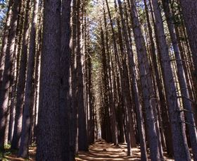 Sugarpine Walk - Local Tourism 2