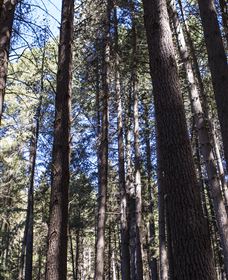 Sugarpine Walk - Local Tourism 1
