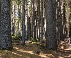 Sugarpine Walk - Local Tourism 0
