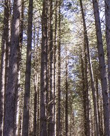Sugarpine Walk - Local Tourism 3