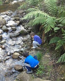 Shelley Forest Camp - Accommodation Australia 2