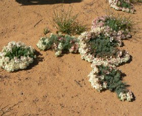 Waddy Forest WA Local Tourism