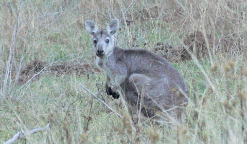 Capertee National Park - Bed n Breakfasts 3