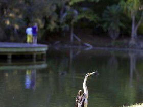 Birdwatching In The South Burnett - Accommodation Australia 0