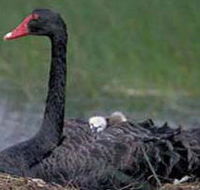 French Island Marine National Park - Accommodation Australia