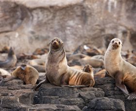 Phillip Island Nature Parks - Local Tourism 1