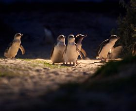 Phillip Island Nature Parks - Local Tourism 0