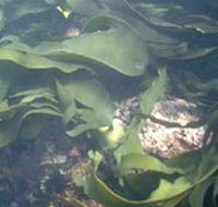 Churchill Island Marine National Park - Local Tourism