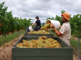 Golden Grove Estate - Local Tourism 0