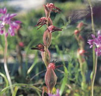 Carnamah-Eneabba Wildflower Drive - Accommodation Australia