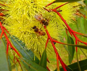 Ungulla Country Garden - Local Tourism 6