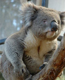 National Zoo & Aquarium - Accommodation Australia 5