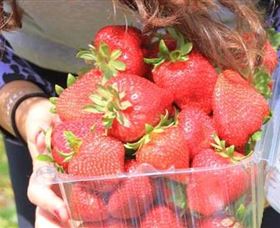 Mia Cucina Walking Food Tours - Australia Shopping 5