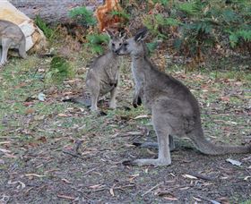 East Coast Adventure Bus - Accommodation Australia 4