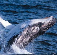 Sydney Eco Whale Watching - Australia Shopping