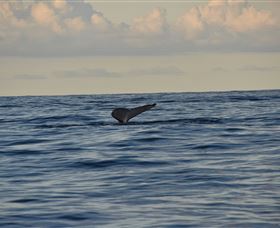 Sydney Eco Whale Watching - Australia Shopping 2