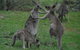 Sydney Private Guided Tours - thumb 3