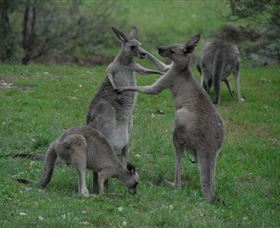 Sydney Private Guided Tours - Accommodation Australia 3