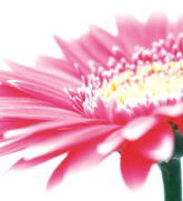 Burwood Plaza - Australia Shopping 0